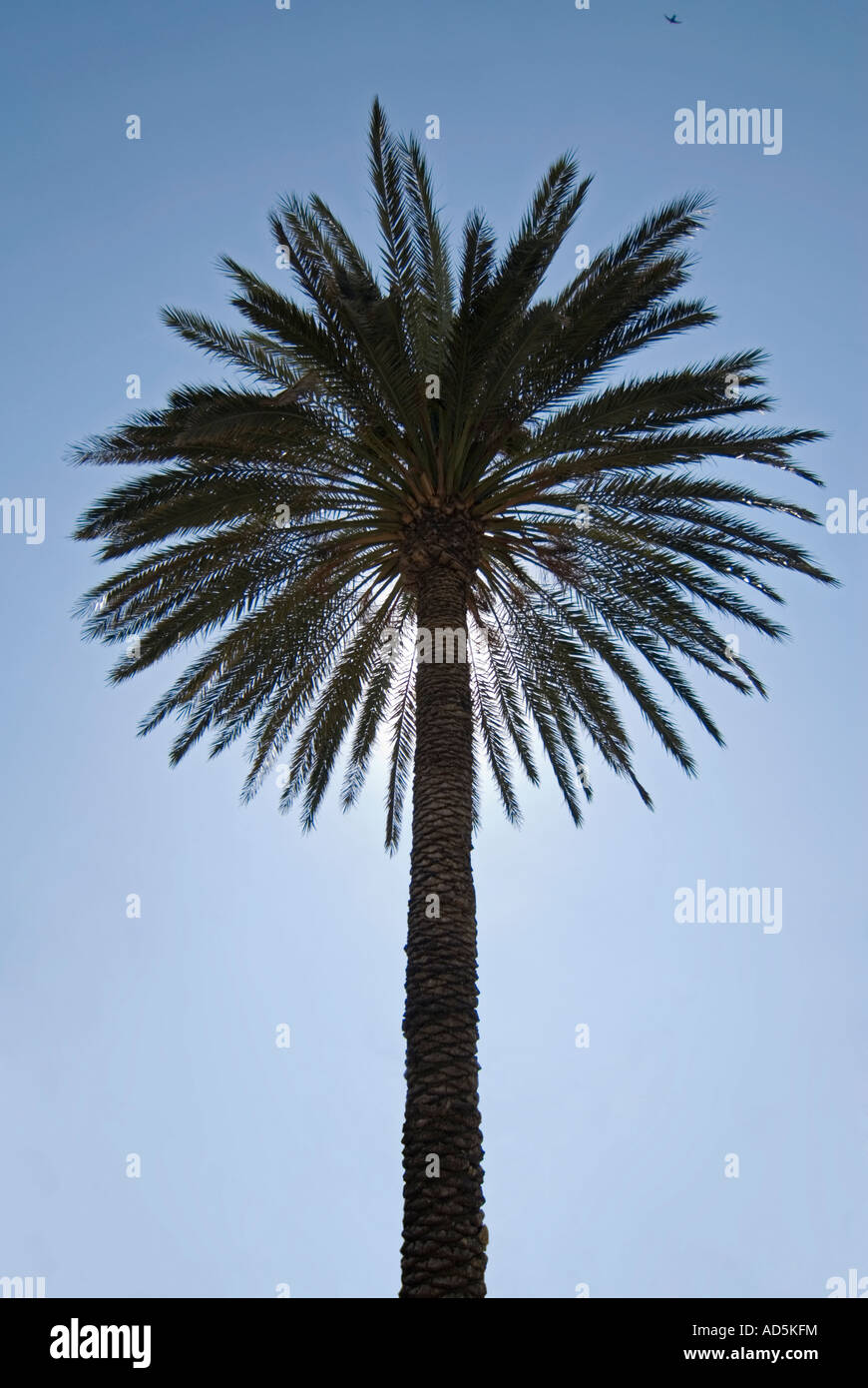 Vertical view of a round palm tree 'palmae or palmaceae' with the sun shining behind, contre jour, against a bright blue sky Stock Photo