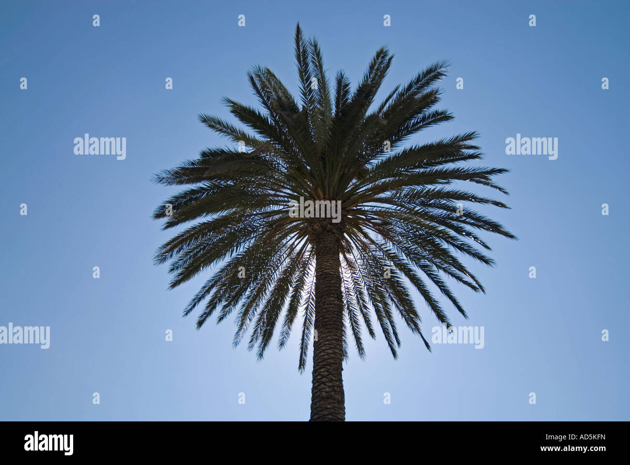 Horizontal view of a round palm tree 'palmae or palmaceae' with the sun shining behind, contre jour, against a bright blue sky Stock Photo