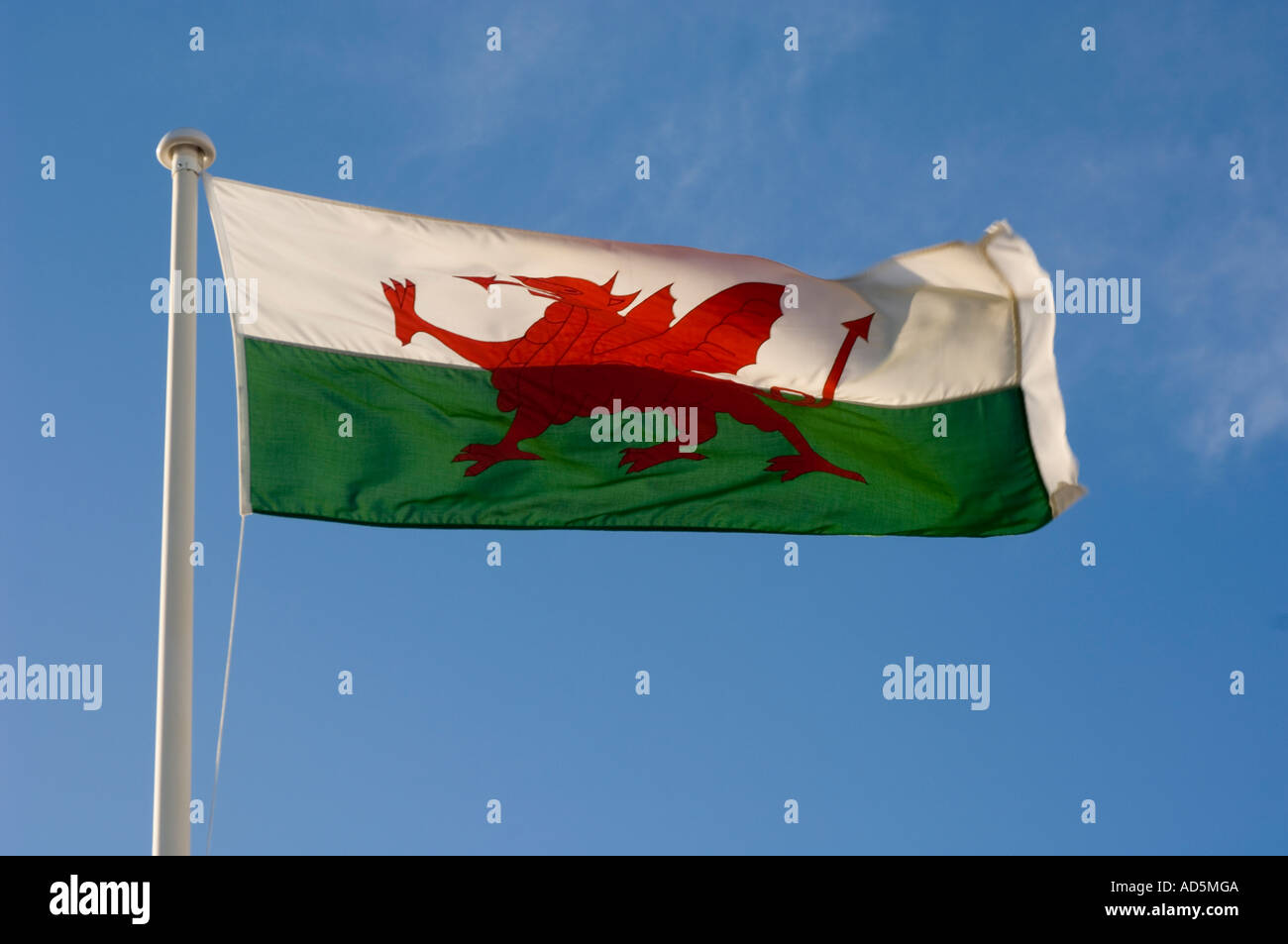 Welsh flag showing the red dragon ddraig goch  flying on the promenade at Aberystwyth Stock Photo