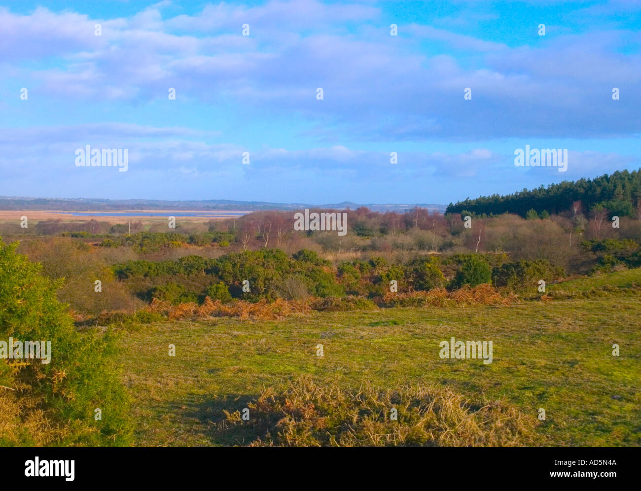 Arne nature reserve, poole hi-res stock photography and images - Alamy