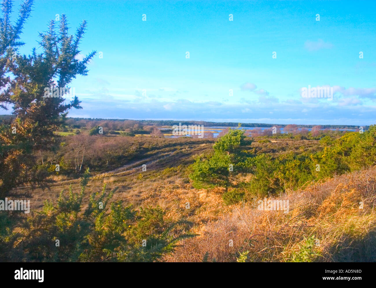 Arne nature reserve hi-res stock photography and images - Alamy