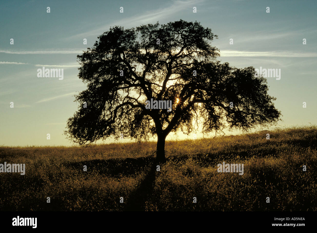 Solitary oak tree hi-res stock photography and images - Alamy