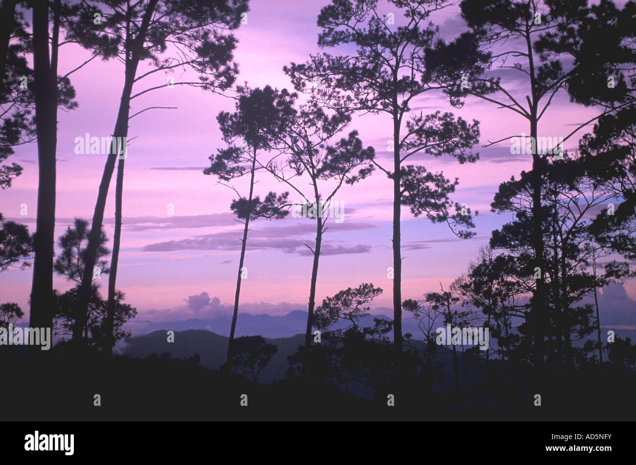Dominican Republic trail to Pico Duarte trees at purple sky twilight Stock Photo