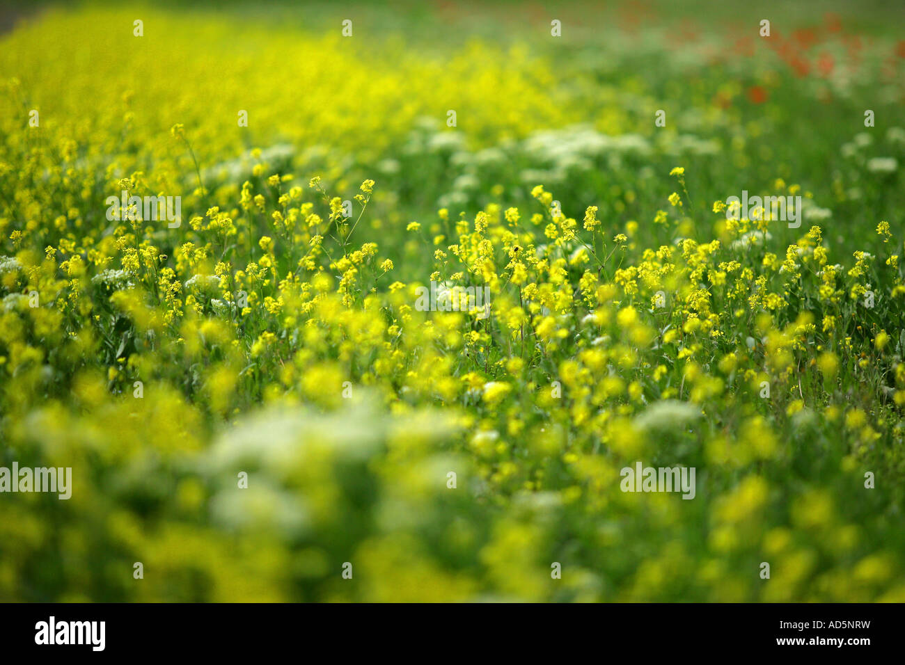 Field of yellow flowers Stock Photo Alamy
