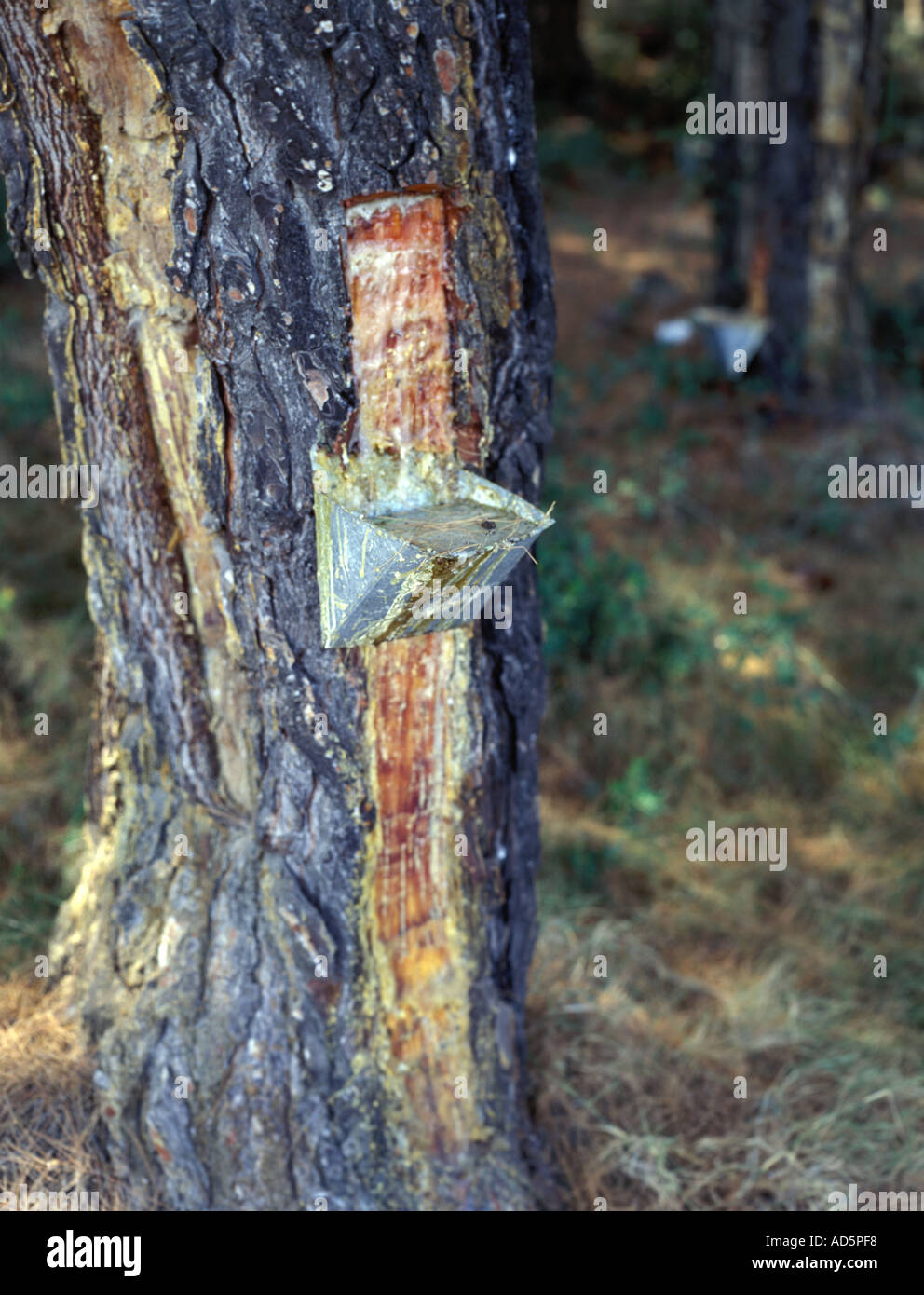 Tapping tree resin from a Pine tree in the making of Retsina on the Island of Skopelos Greece Stock Photo
