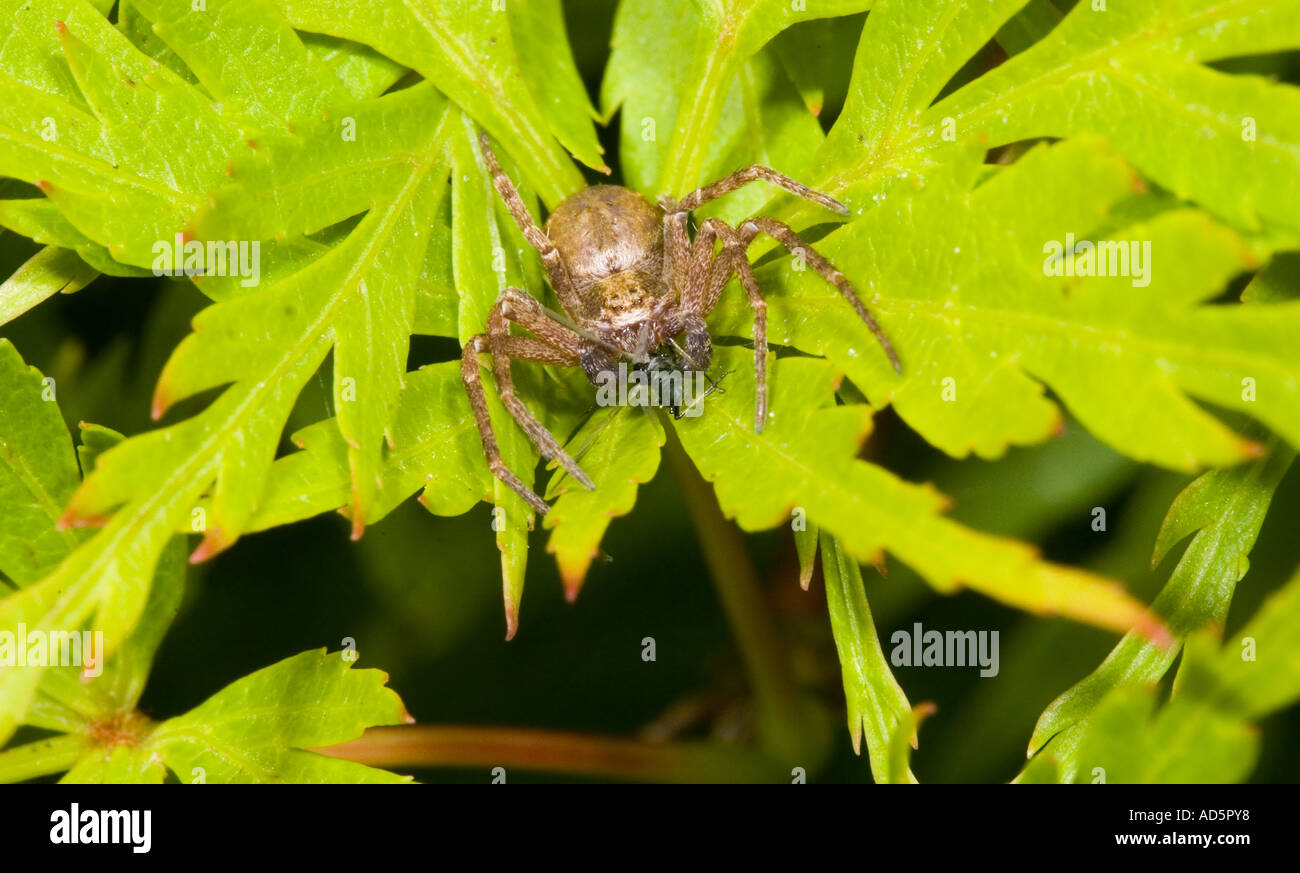 crab spider xysticus cristatus Stock Photo