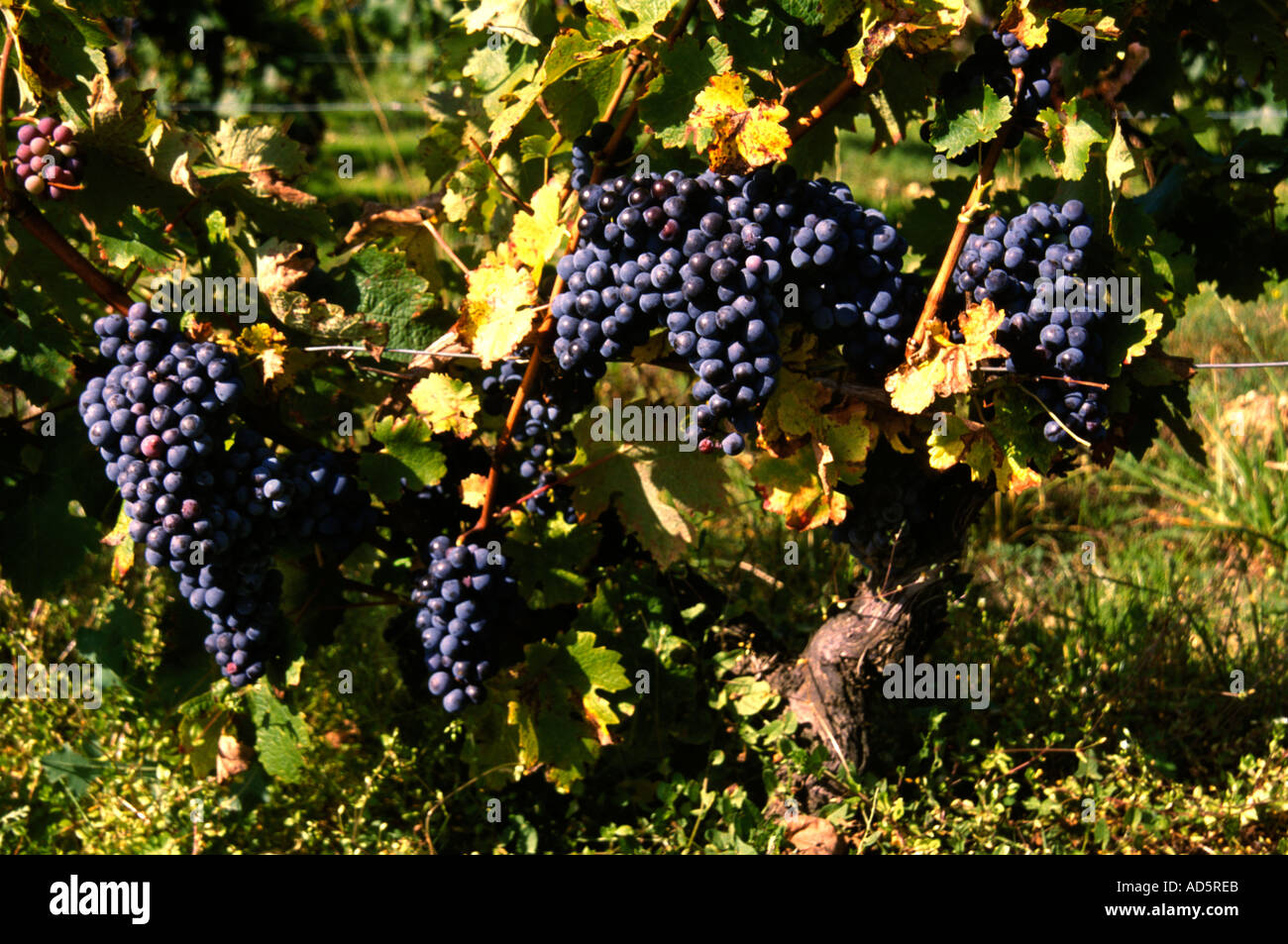 Portugal douro valley port wine red grapes grape Stock Photo Alamy
