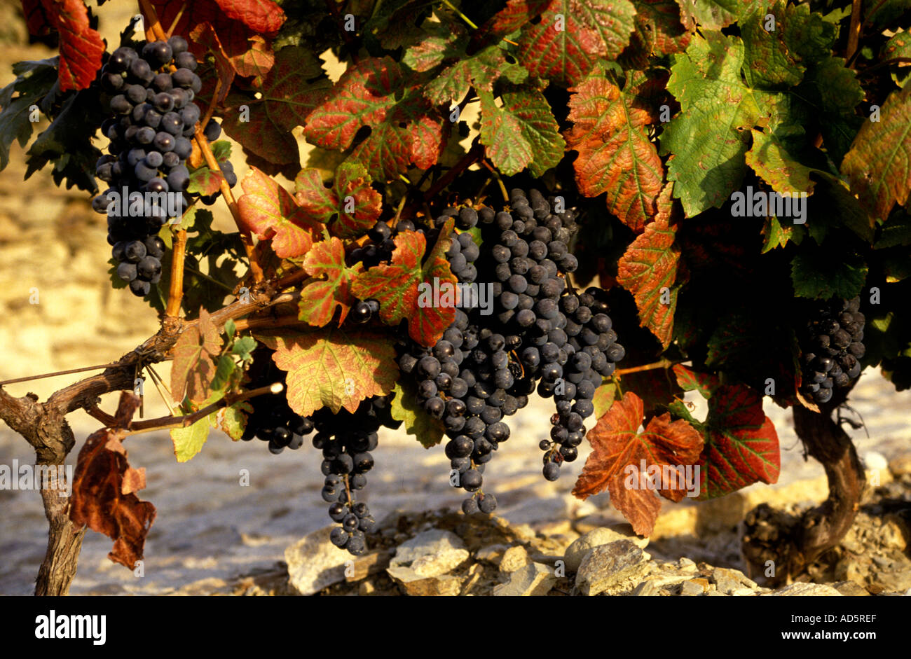 Portugal douro valley port wine red grapes grape Stock Photo Alamy