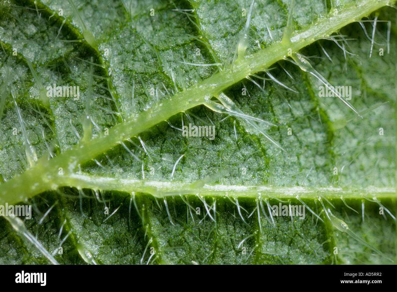 Stinging nettle hairs on leaf underside Urtica dioica Stock Photo 7607985 Alamy
