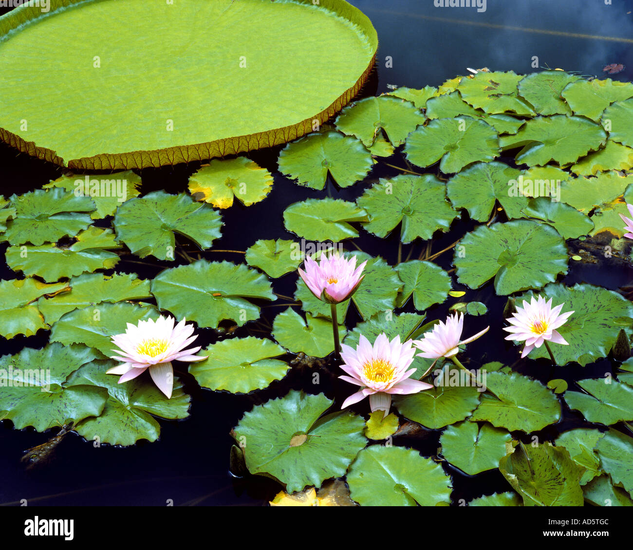 USA HAWAII Water Lilies Stock Photo Alamy