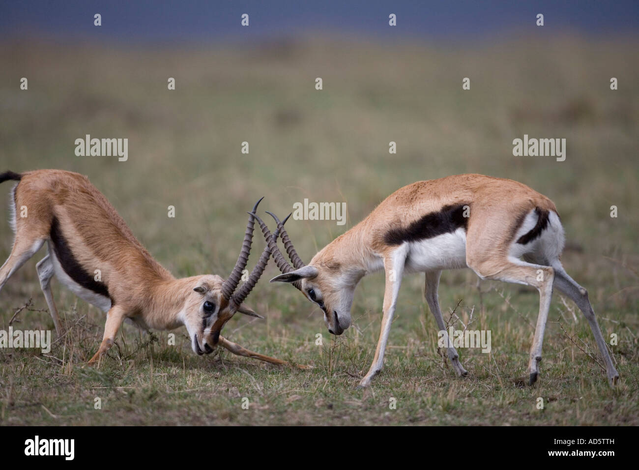 Africa Kenya Masai Mara Game Reserve Thomsons Gazelles Gazella ...