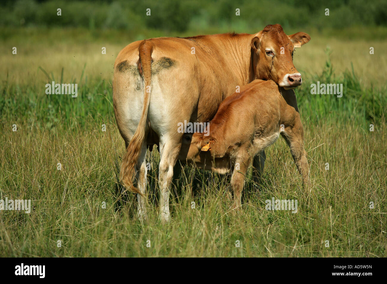 Cow feeding its calf Stock Photo Alamy
