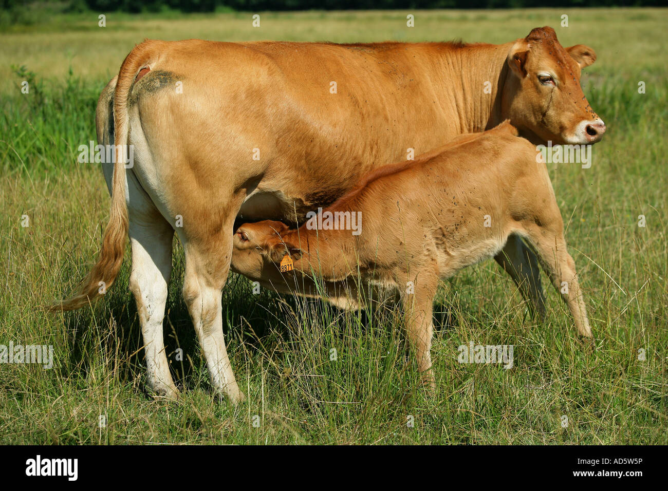 Cow feeding its calf Stock Photo Alamy
