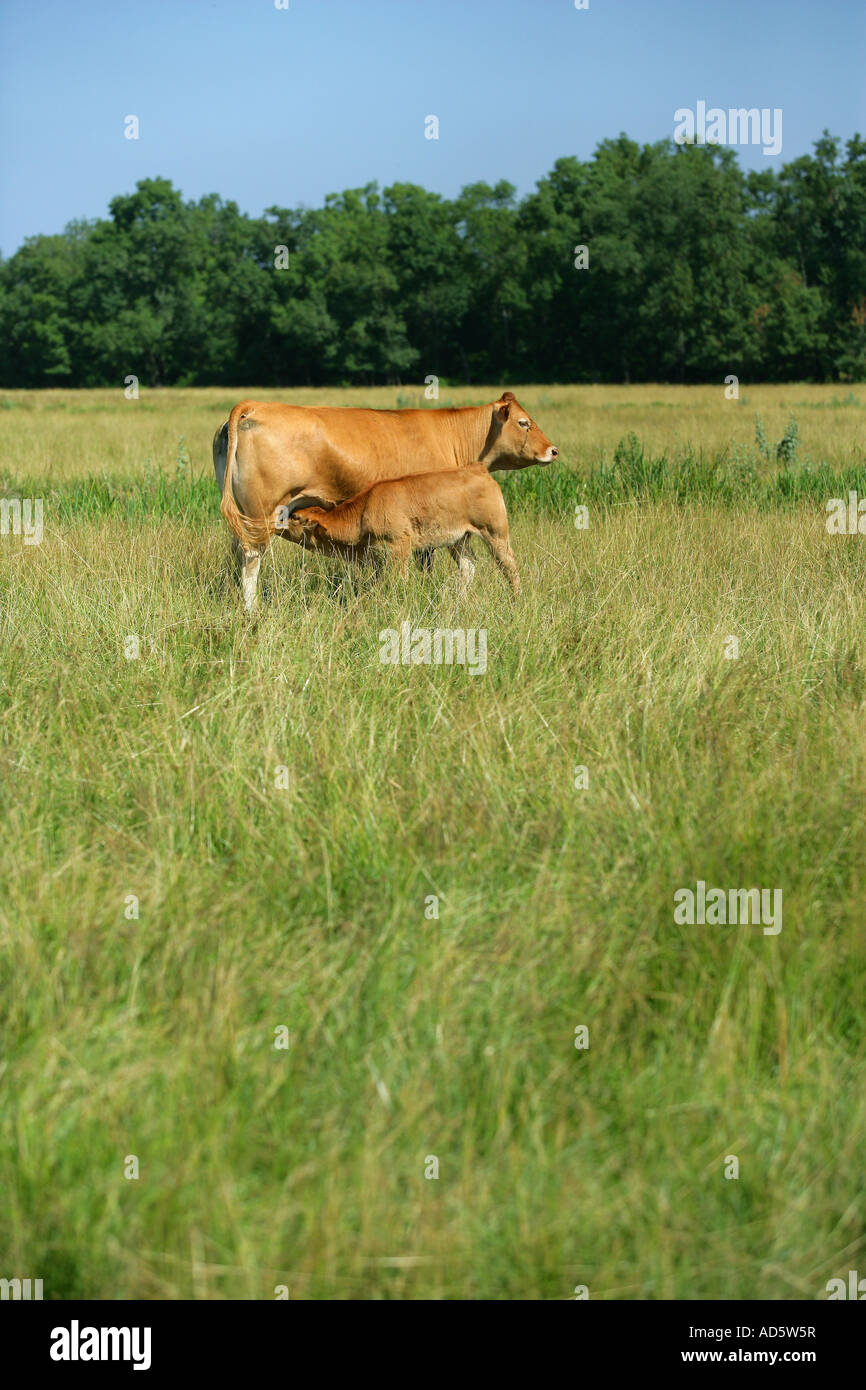 Cow feeding its calf Stock Photo Alamy