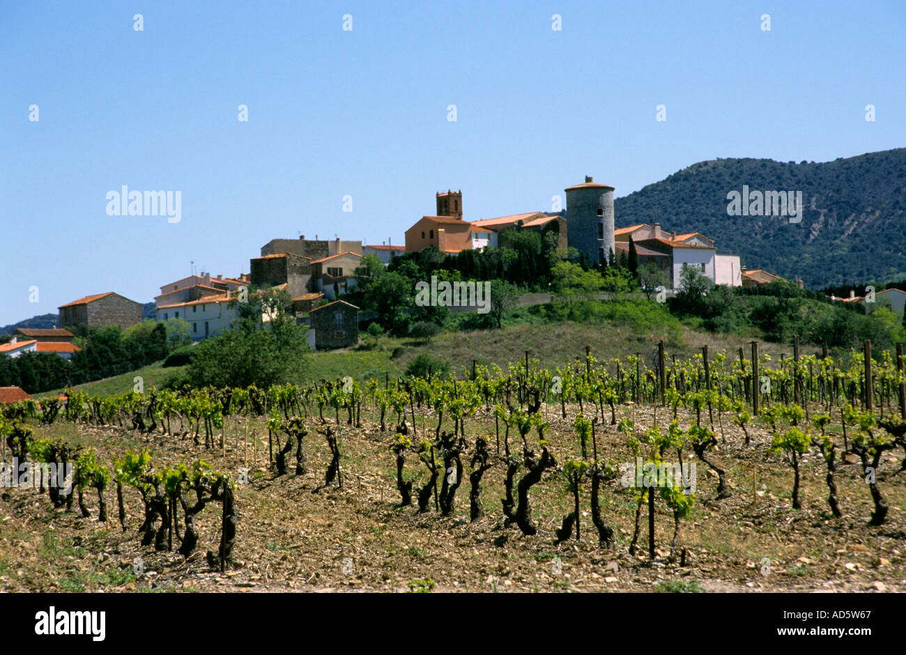 Corbieres france french vintage vineyard wine hires stock photography