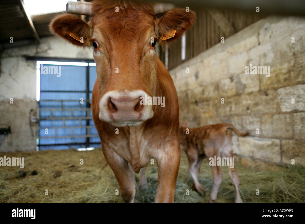 Cow feeding its calf in stable Stock Photo Alamy
