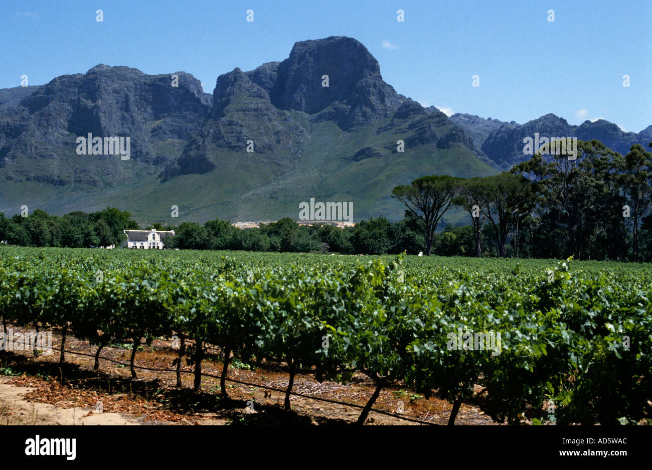 South Africa Boschendal Wine Estate vineyard winery Stock Photo