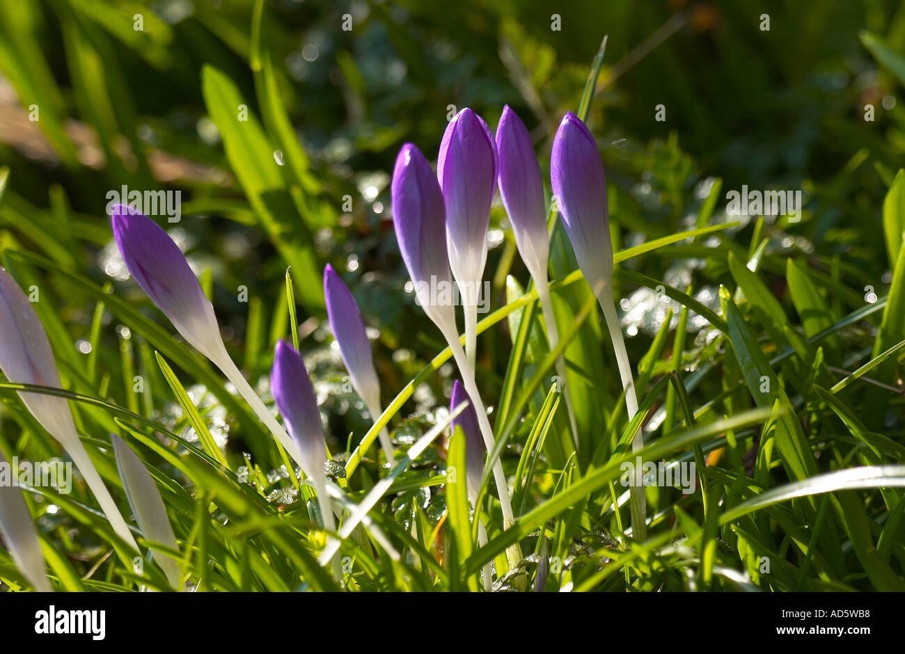 Crocus Stock Photo