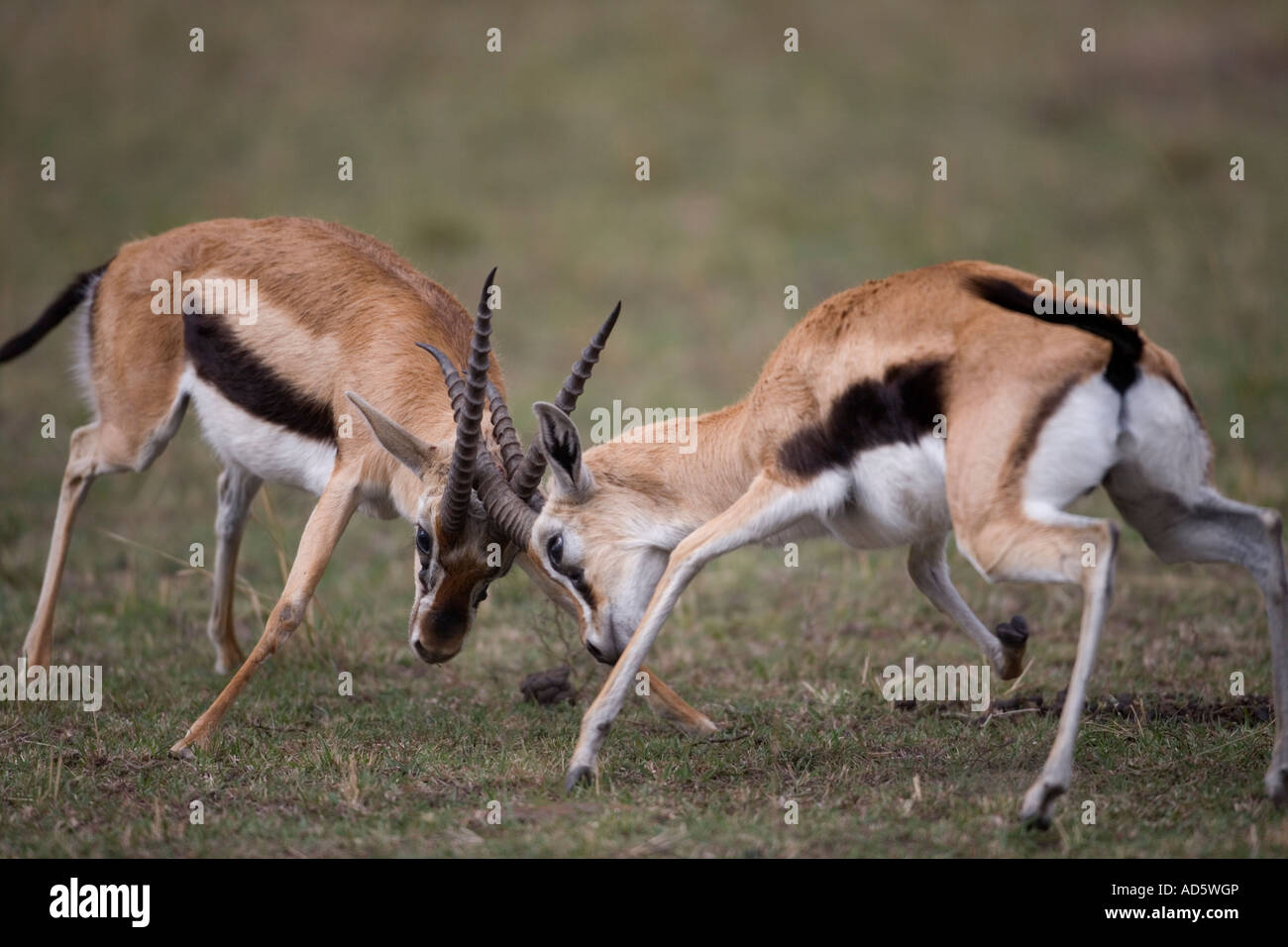 Africa Kenya Masai Mara Game Reserve Thomsons Gazelles Gazella ...