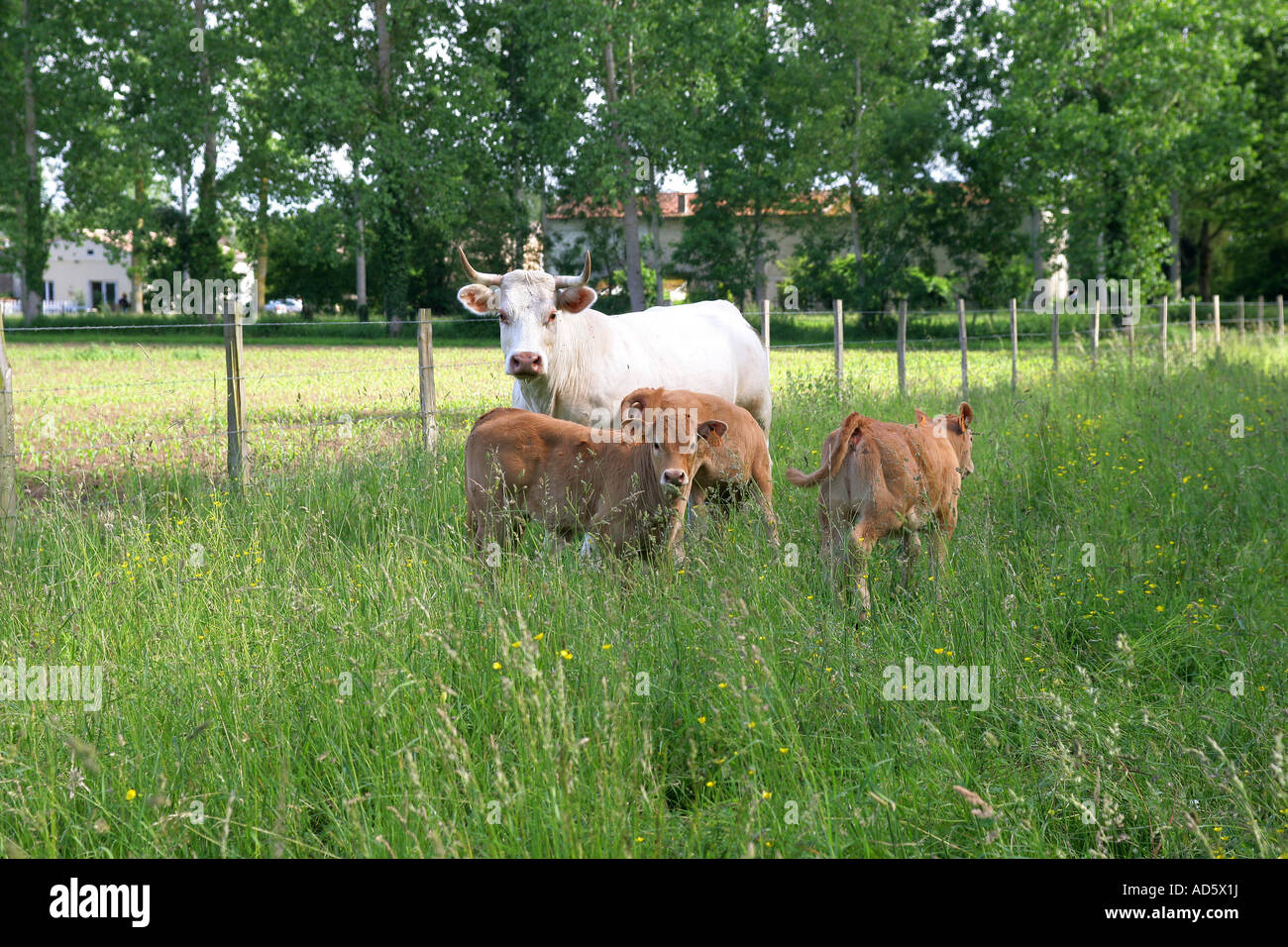 Cow feeding its calf Stock Photo Alamy