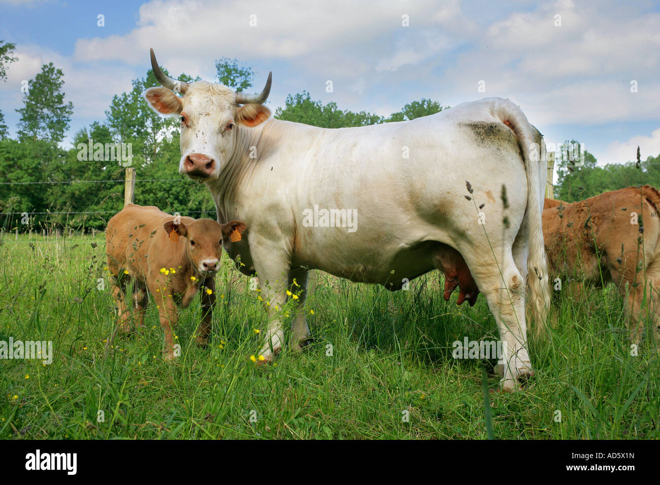 Cow feeding its calf Stock Photo Alamy