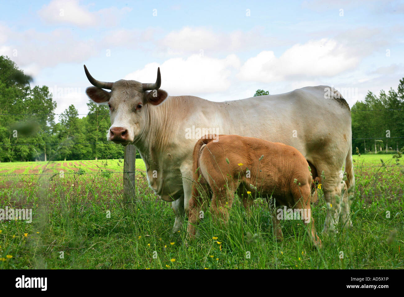 Cow feeding its calf Stock Photo Alamy