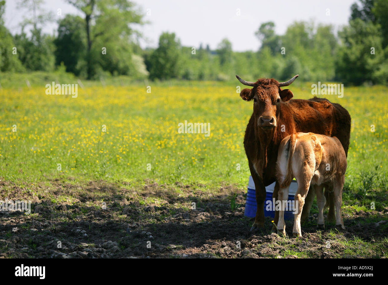 Cow feeding its calf Stock Photo Alamy
