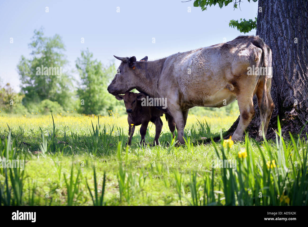 Cow feeding its calf Stock Photo Alamy