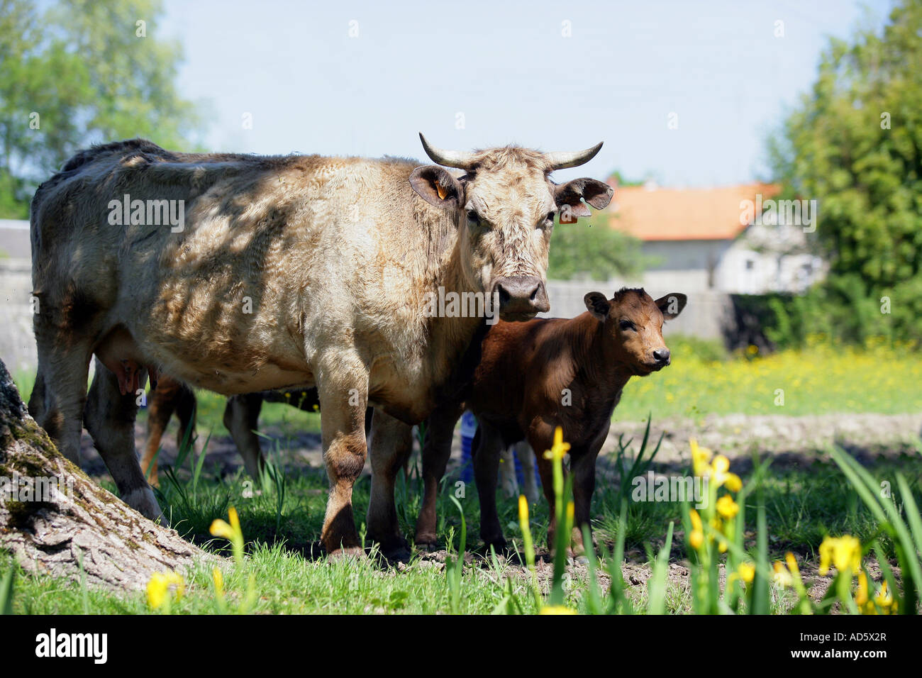 Cow feeding its calf Stock Photo Alamy