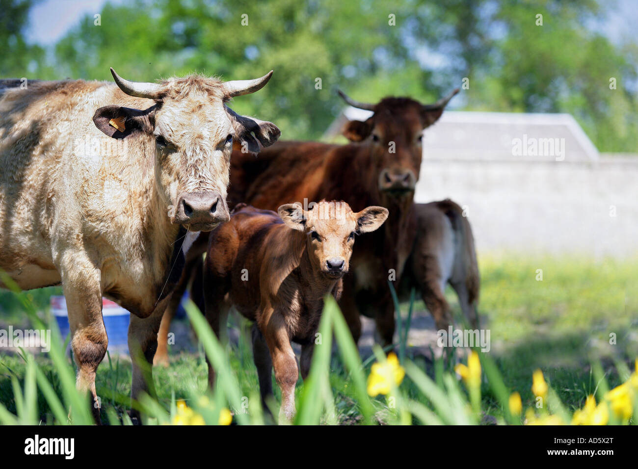 Cow feeding its calf Stock Photo Alamy