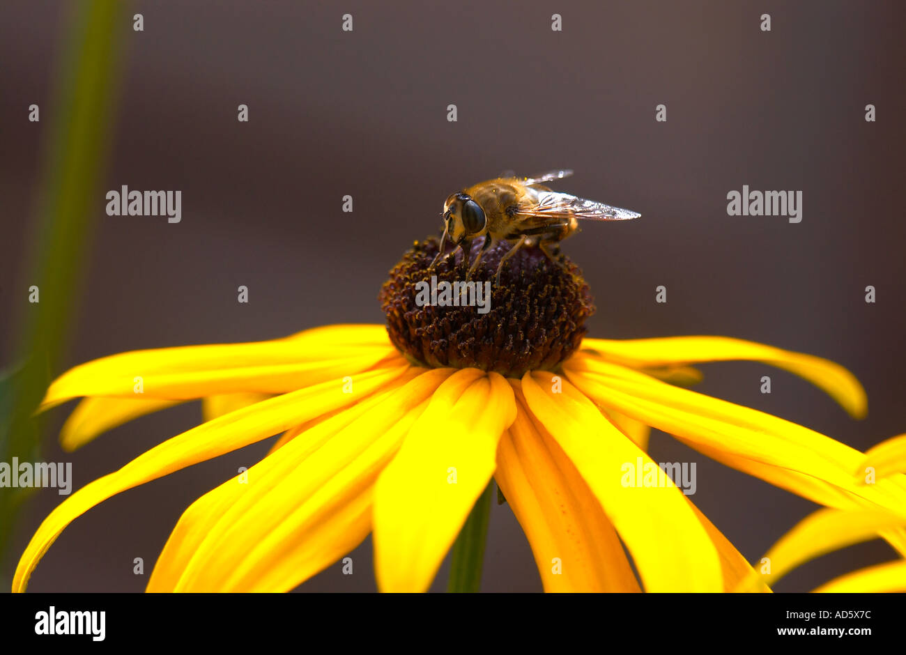 Bee feeding on Black Eye Susan Stock Photo Alamy