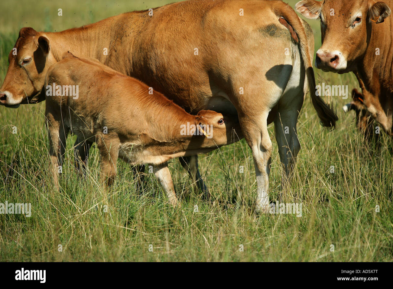 Cow feeding its calf Stock Photo Alamy