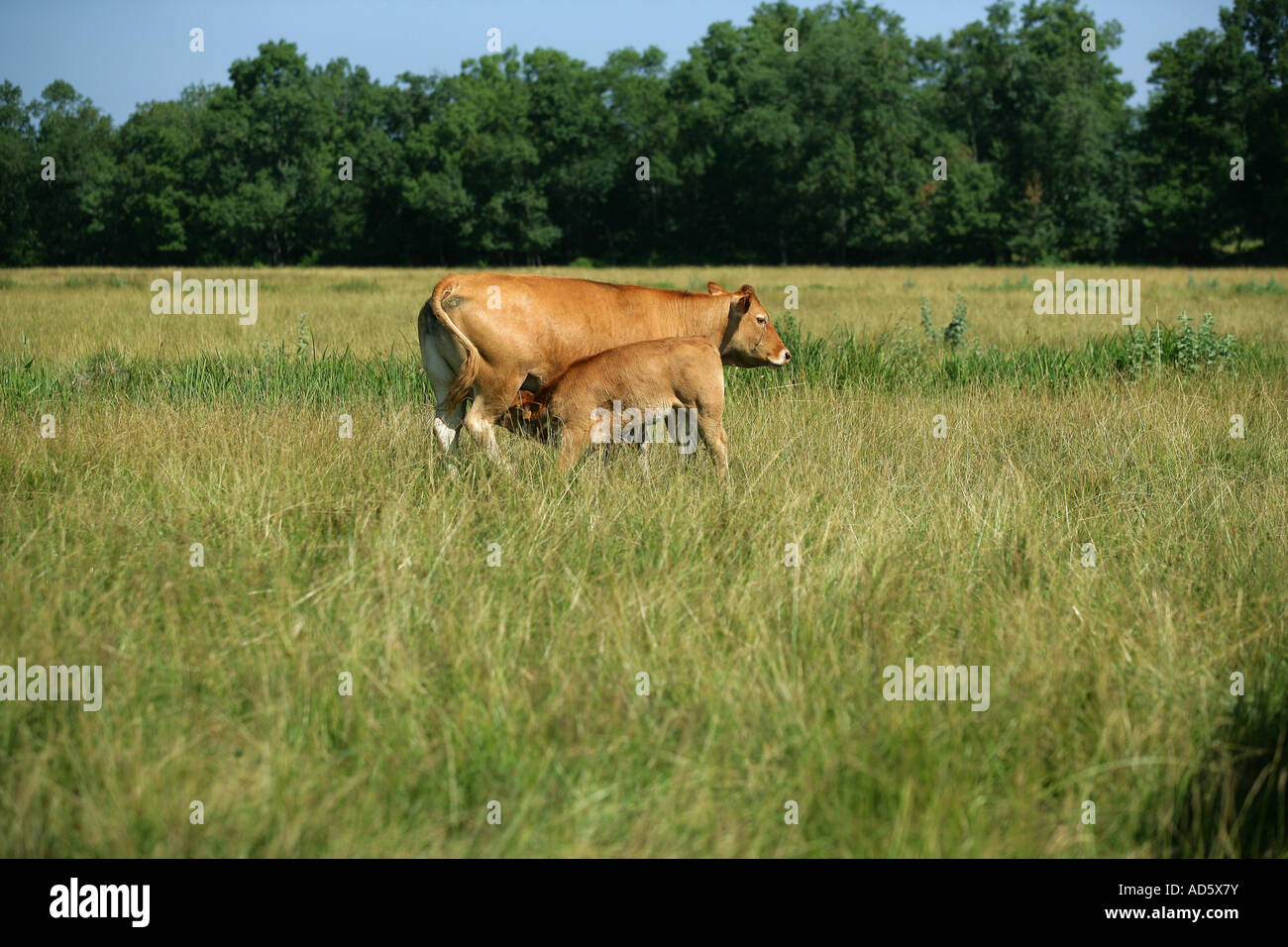 Cow feeding its calf Stock Photo Alamy