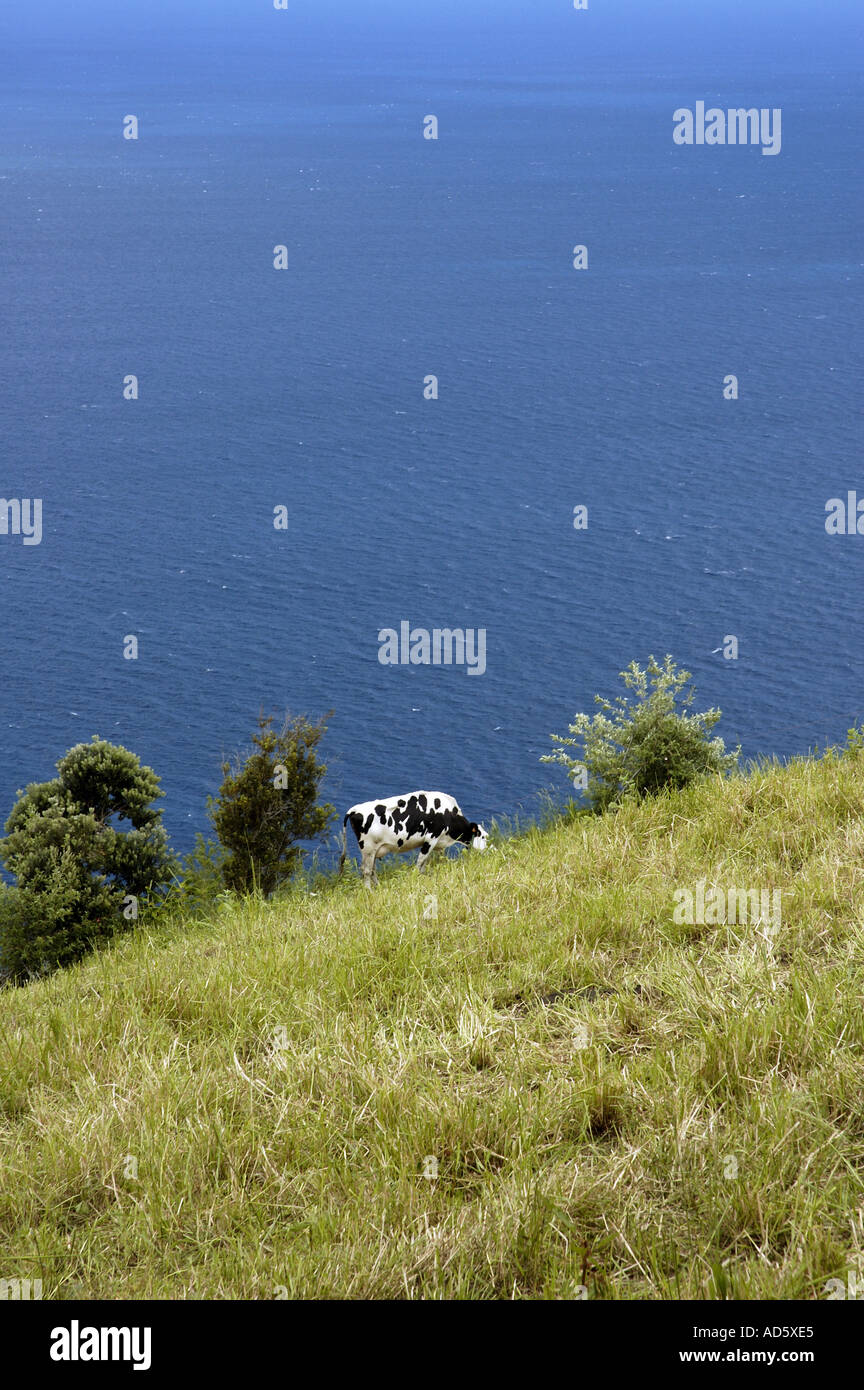 Cow grazing in the fields of Sao Miguel island Azores Stock Photo - Alamy