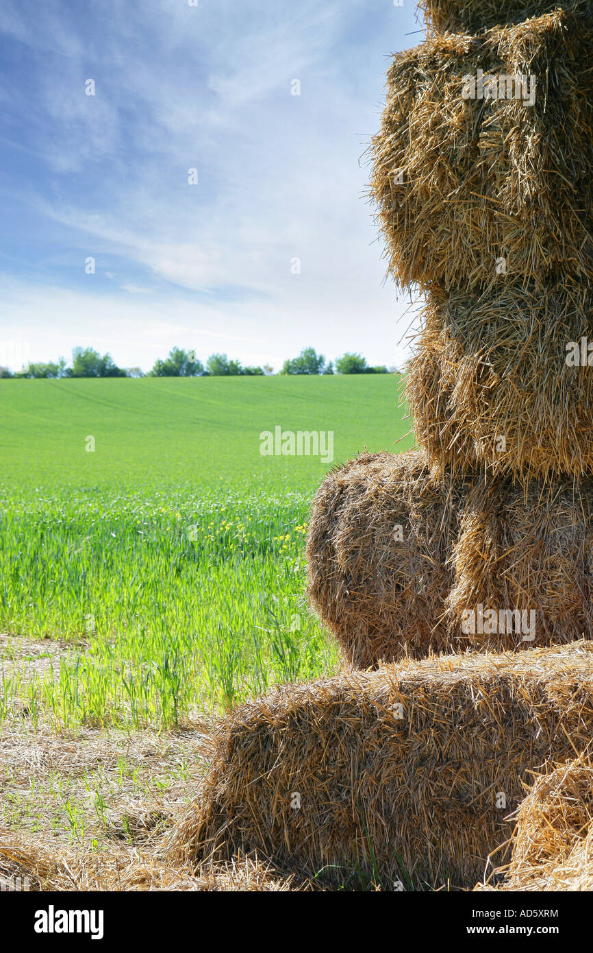 Dry hay rolls on a field Stock Photo - Alamy