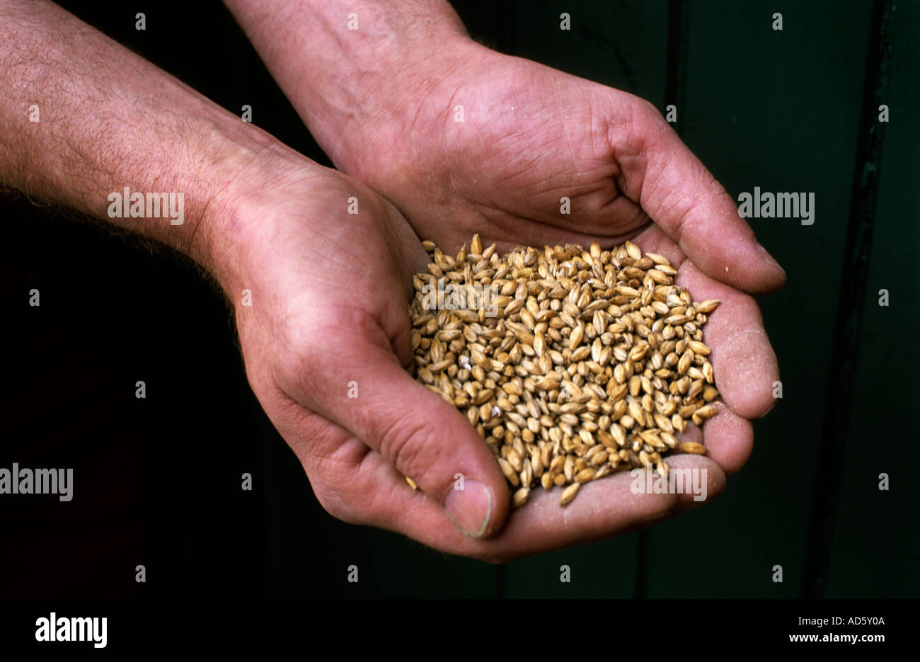 Scotland Whisky  Laphroaig Islay hand with grains Stock Photo