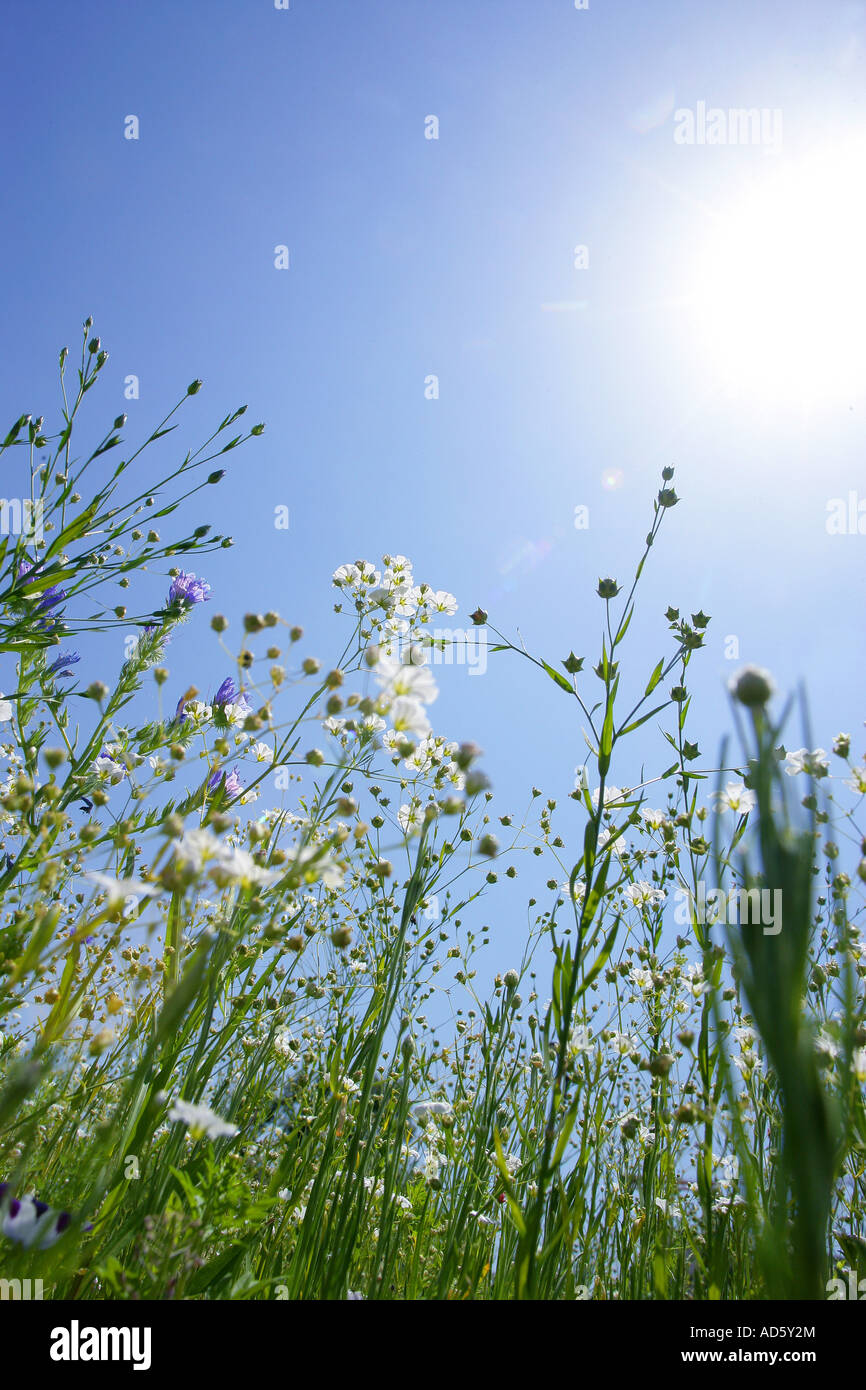 field of wild flowers Stock Photo - Alamy
