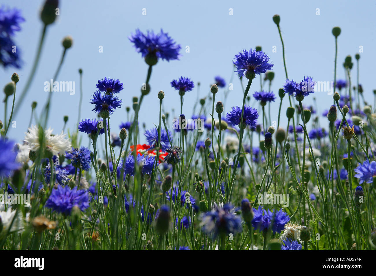 Field of wild flowers Stock Photo - Alamy