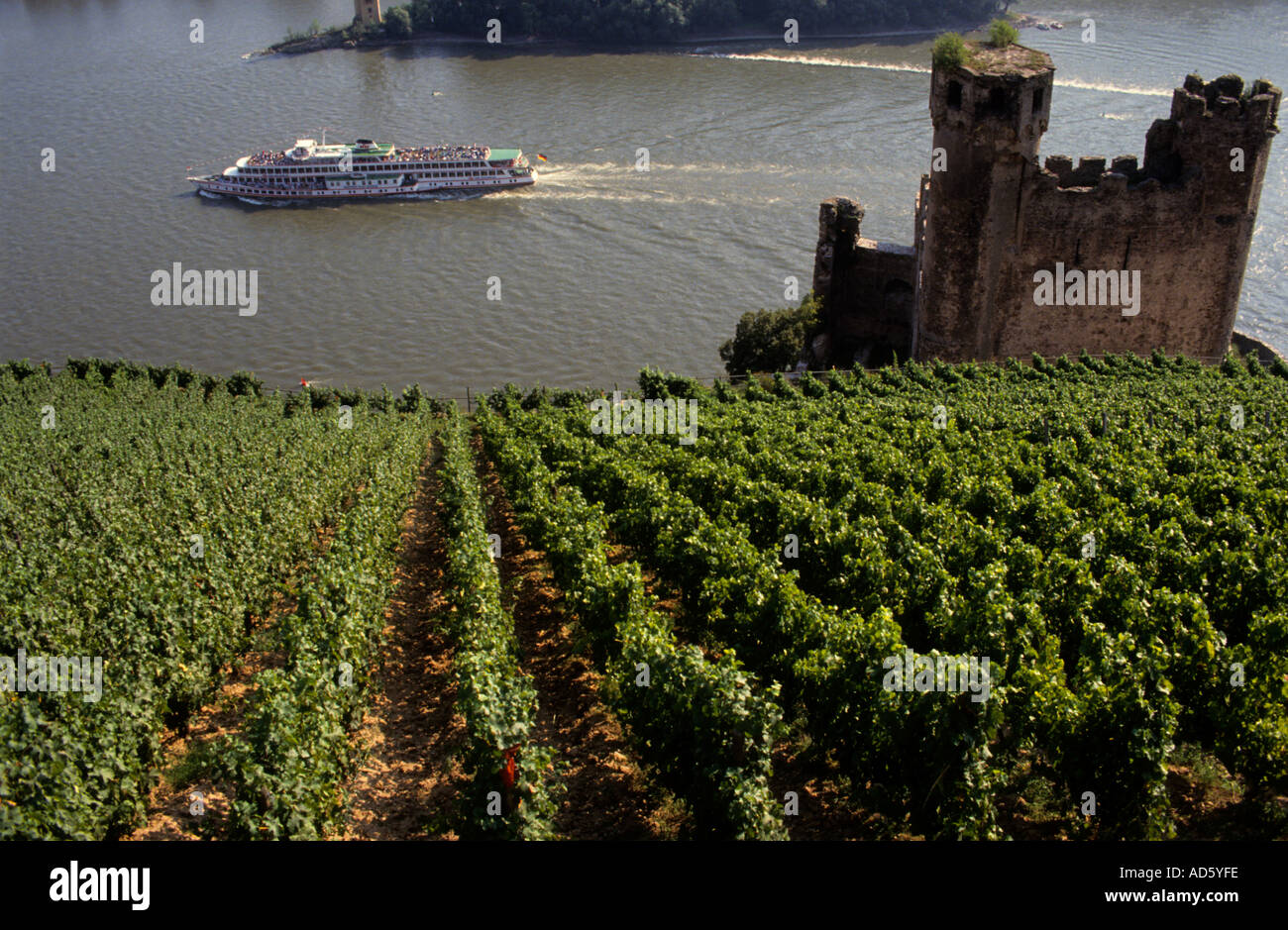 Germany wine Rhine Stock Photo