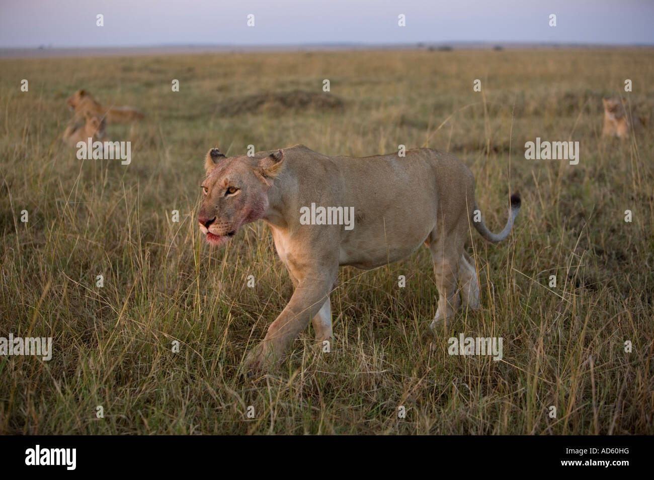 Africa Kenya Masai Mara Game Reserve Lioness Panthera leo walking past ...