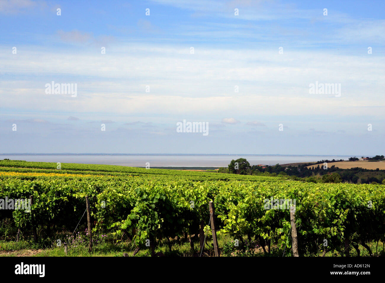 Grapevine. View View of grapevines Stock Photo - Alamy