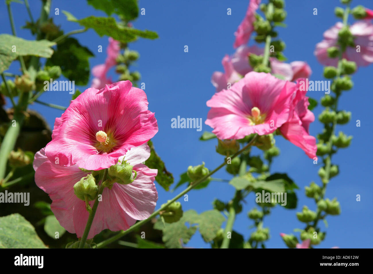 Pink hollyhocks with blue sky Stock Photo - Alamy