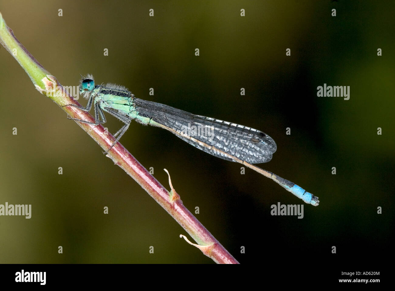 Rambur s Forktail Damselfly Ischnura ramburii Yuma Arizona United States 2 April Male Coenagrionidae Stock Photo