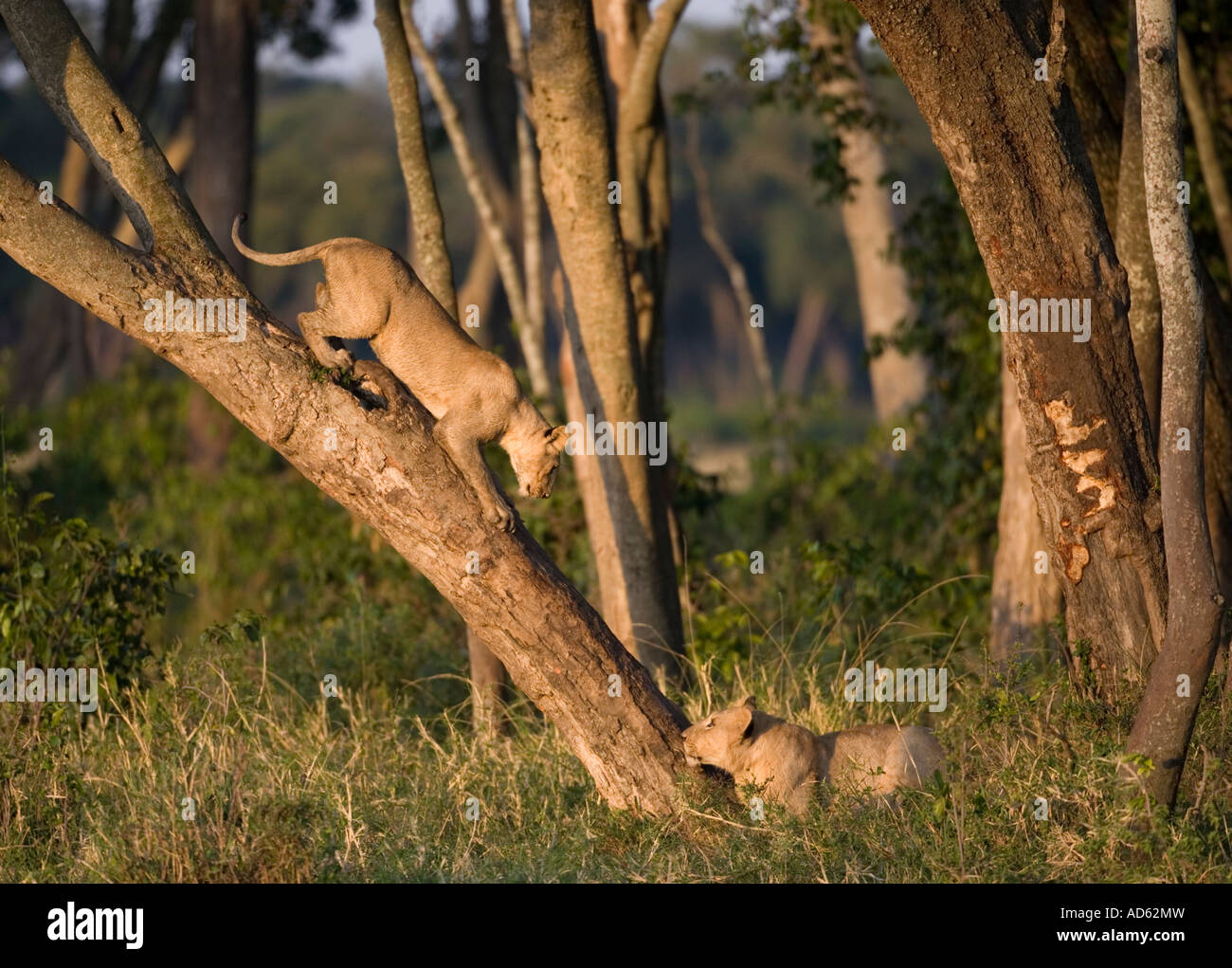Africa Kenya Masai Mara Game Reserve Lions pride Panthera leo Stock ...