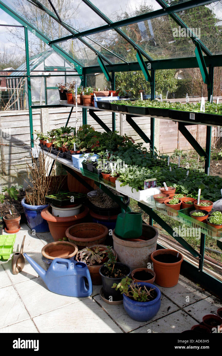 INTERIOR OF A GREENHOUSE IN SPRING Stock Photo - Alamy