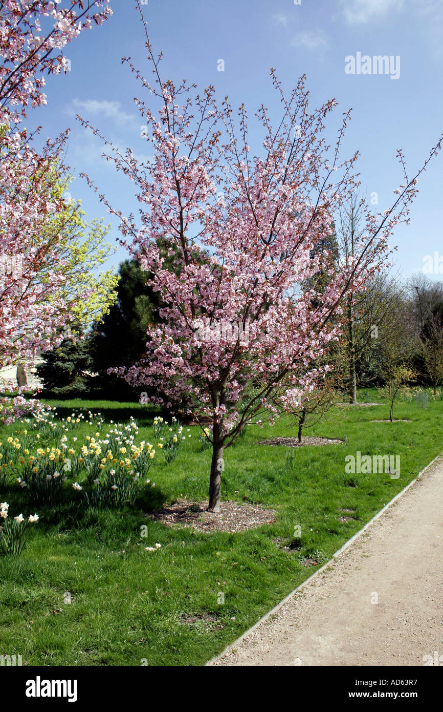 Colourful ornamental cherry tree hi-res stock photography and images ...