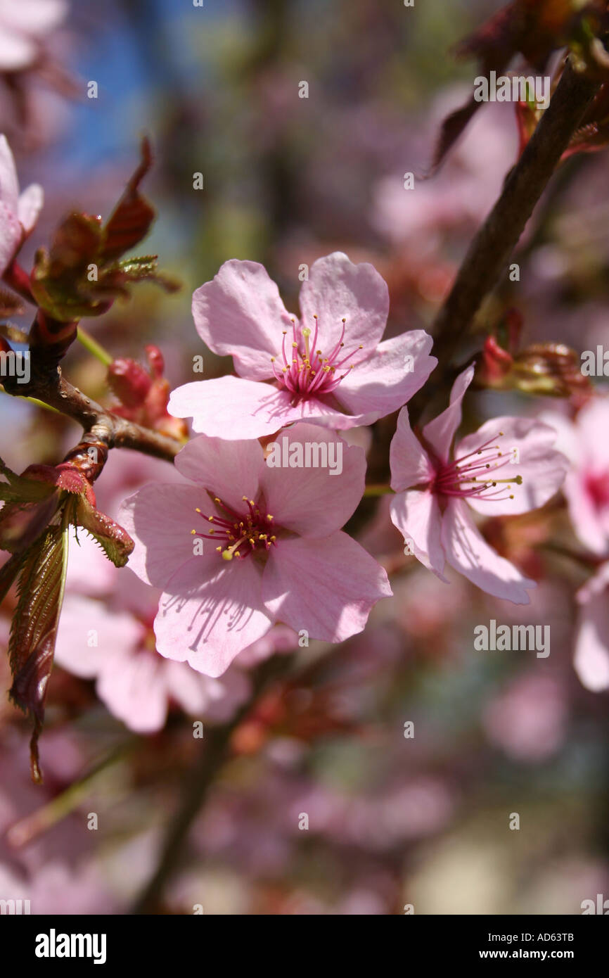 Colourful ornamental cherry tree hi-res stock photography and images ...