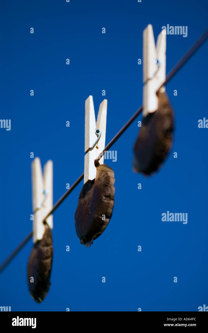 Hanging tea bags out to dry. Recycling Stock Photo