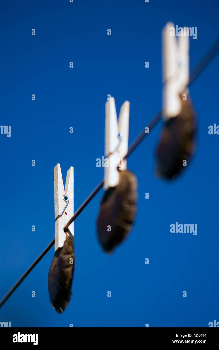 Hanging tea bags out to dry. Recycling Stock Photo Alamy