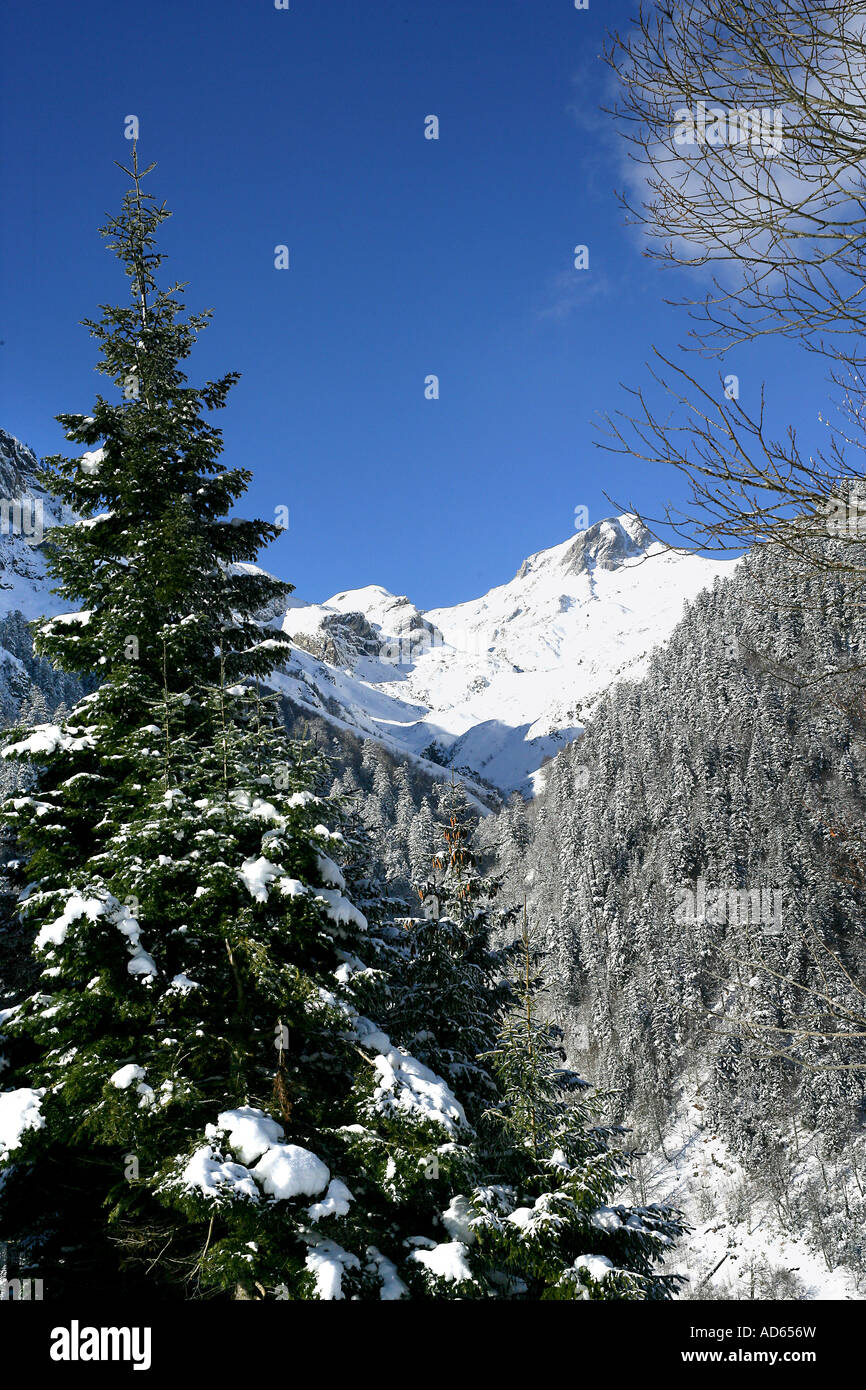 pine tree in front of snow covered mountains Stock Photo - Alamy